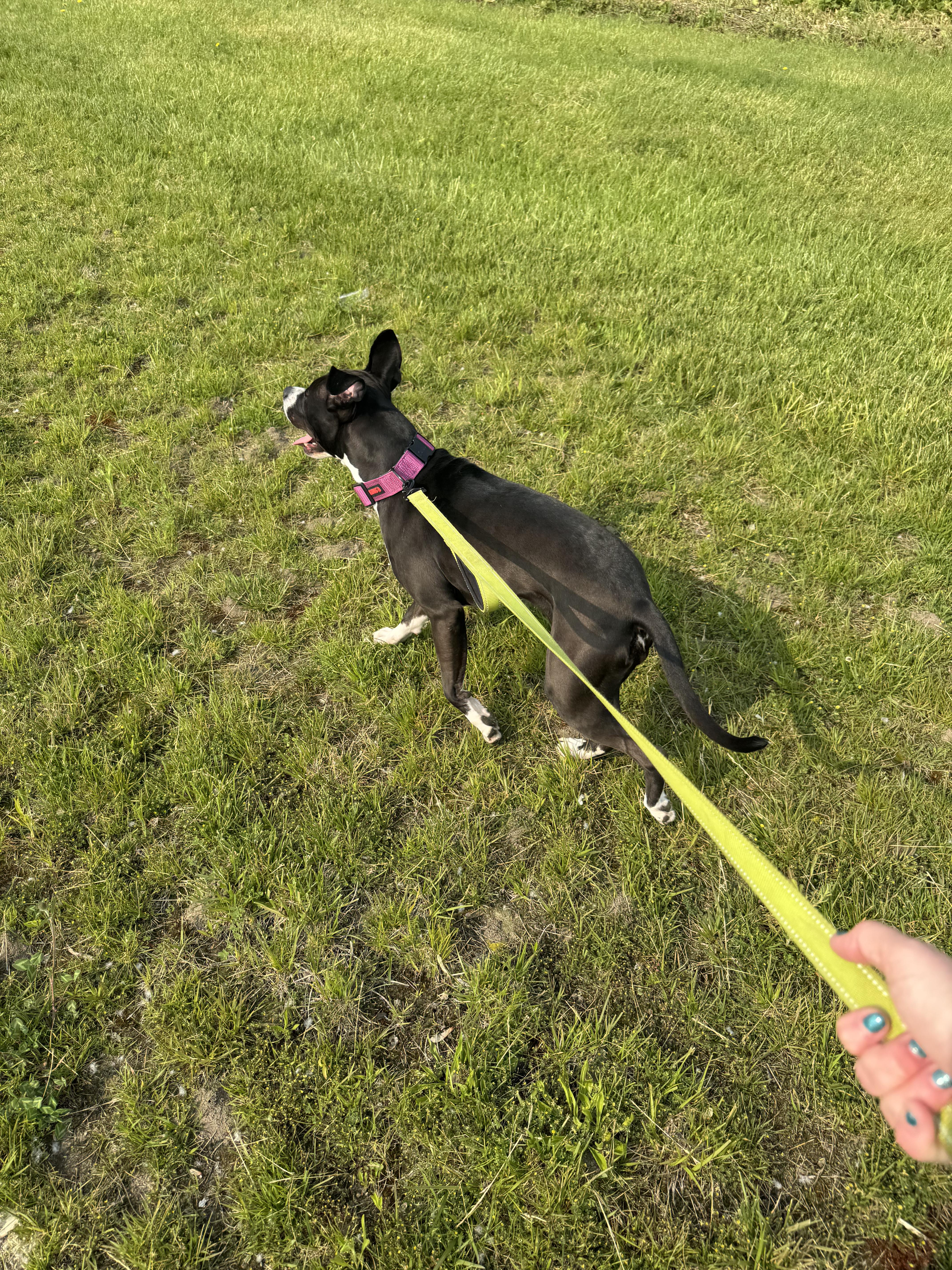 Enlarge Ichi- Courtesy Post, a ADOPTABLE mixed breed in Maumee, OH image 3/3