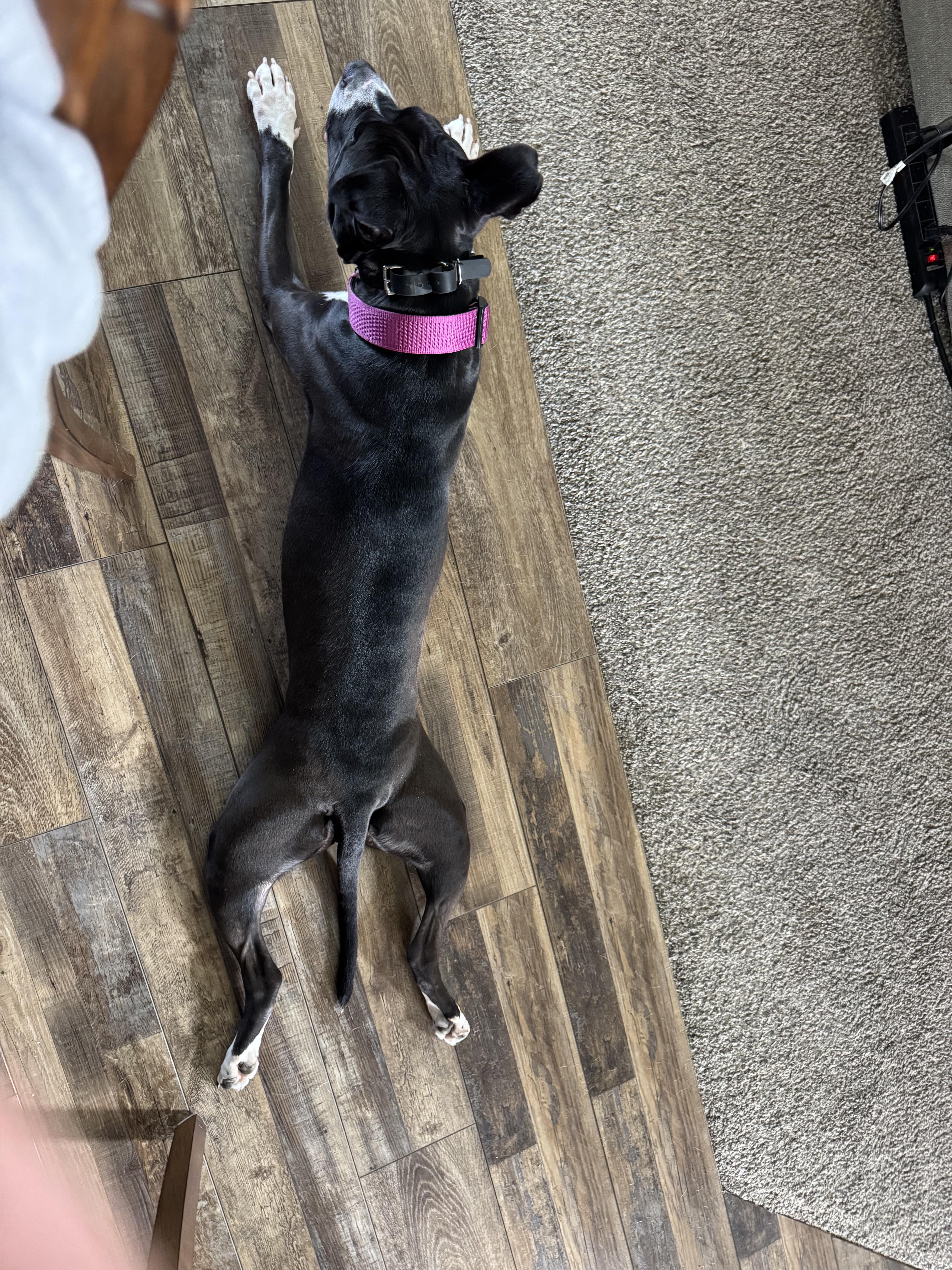 Enlarge Ichi- Courtesy Post, a ADOPTABLE mixed breed in Maumee, OH image 2/3