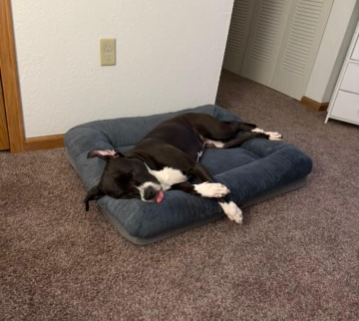 Enlarge Ichi- Courtesy Post, a ADOPTABLE mixed breed in Maumee, OH image 1/5