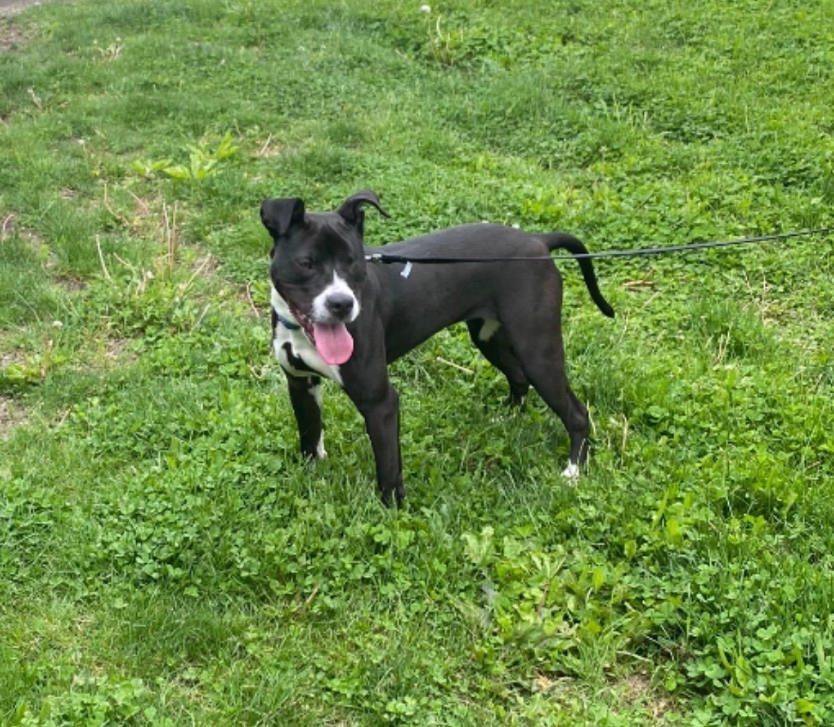 Ichi- Courtesy Post, ADOPTABLE, Young Female Pit Bull Terrier.