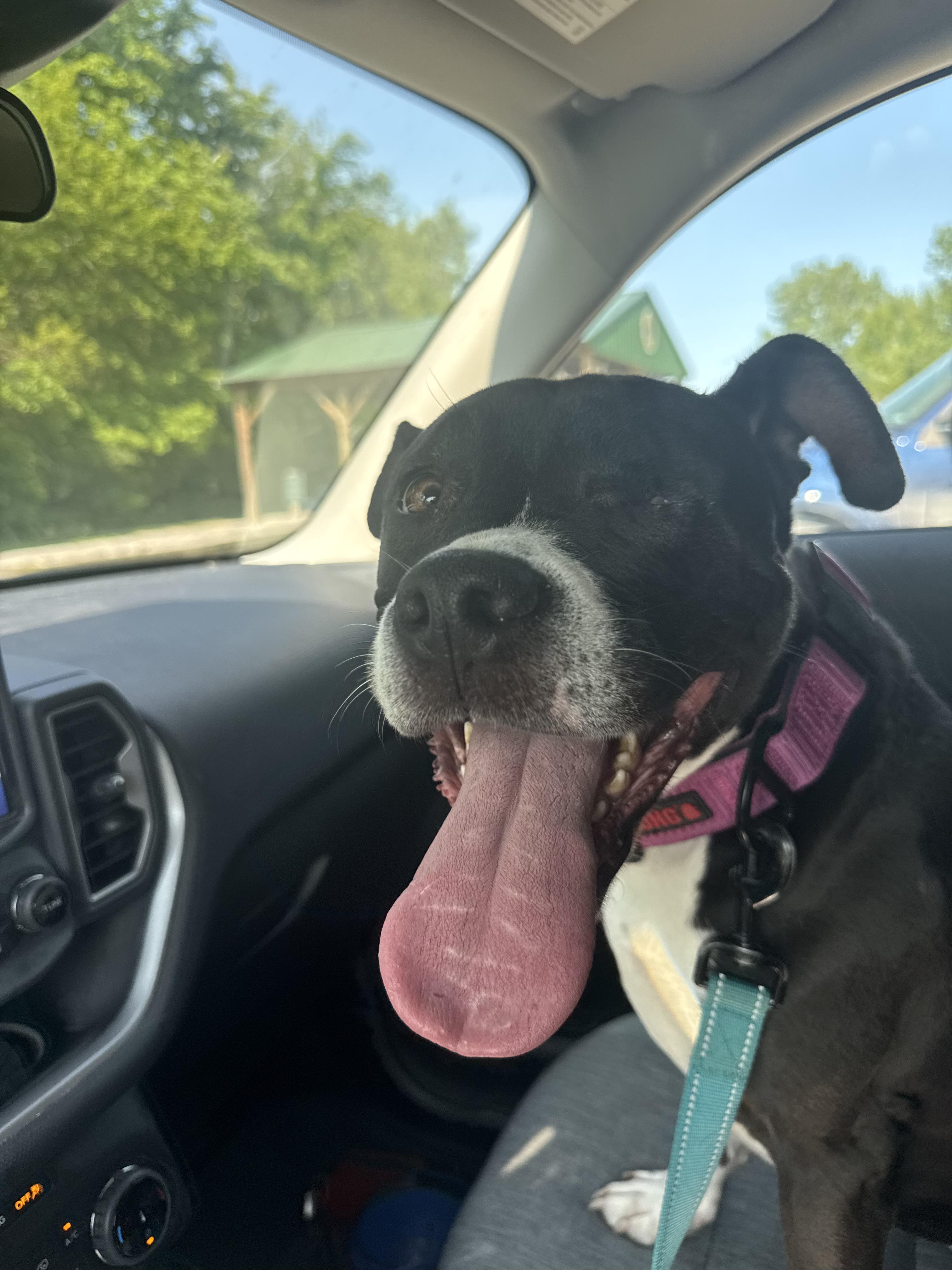 Ichi- Courtesy Post, ADOPTABLE, Young Female Pit Bull Terrier.