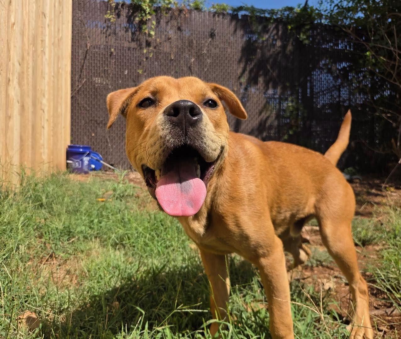 Rupert, ADOPTABLE, Adult Male Boxer & Pit Bull Terrier.