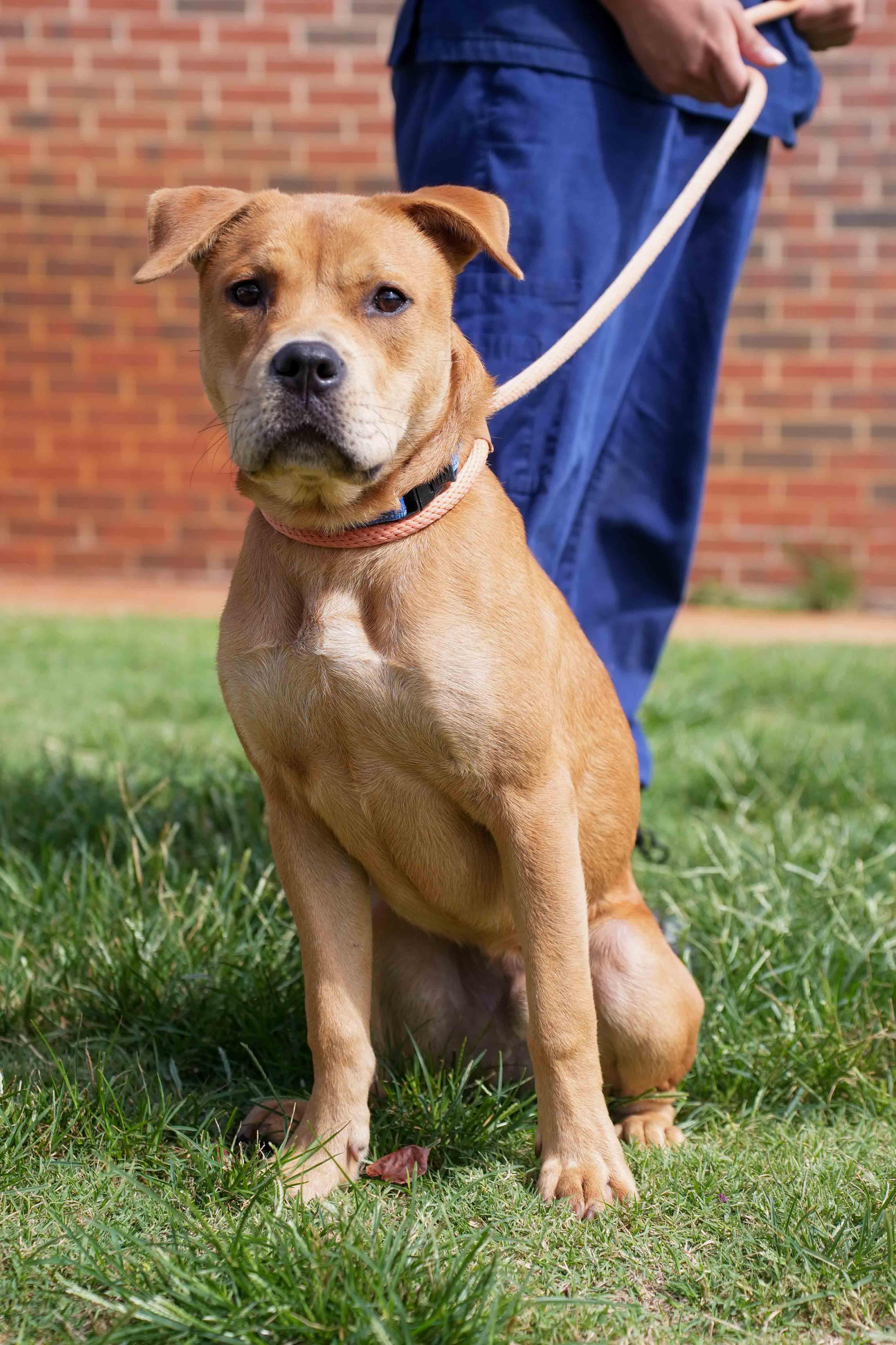 Enlarge Rupert, a ADOPTABLE mixed breed in Stillwater, OK image 2/4