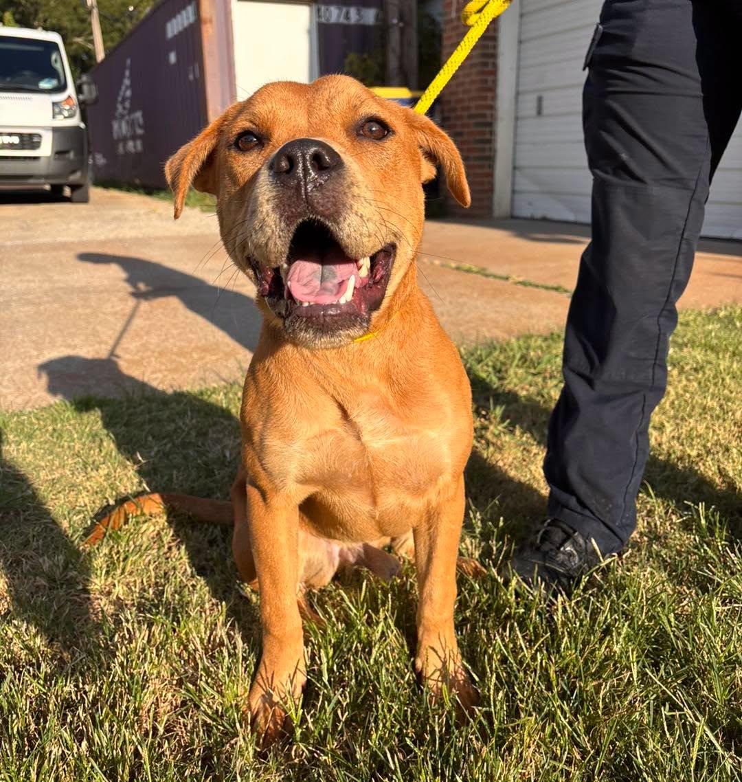 Enlarge Rupert, a ADOPTABLE mixed breed in Stillwater, OK image 3/4