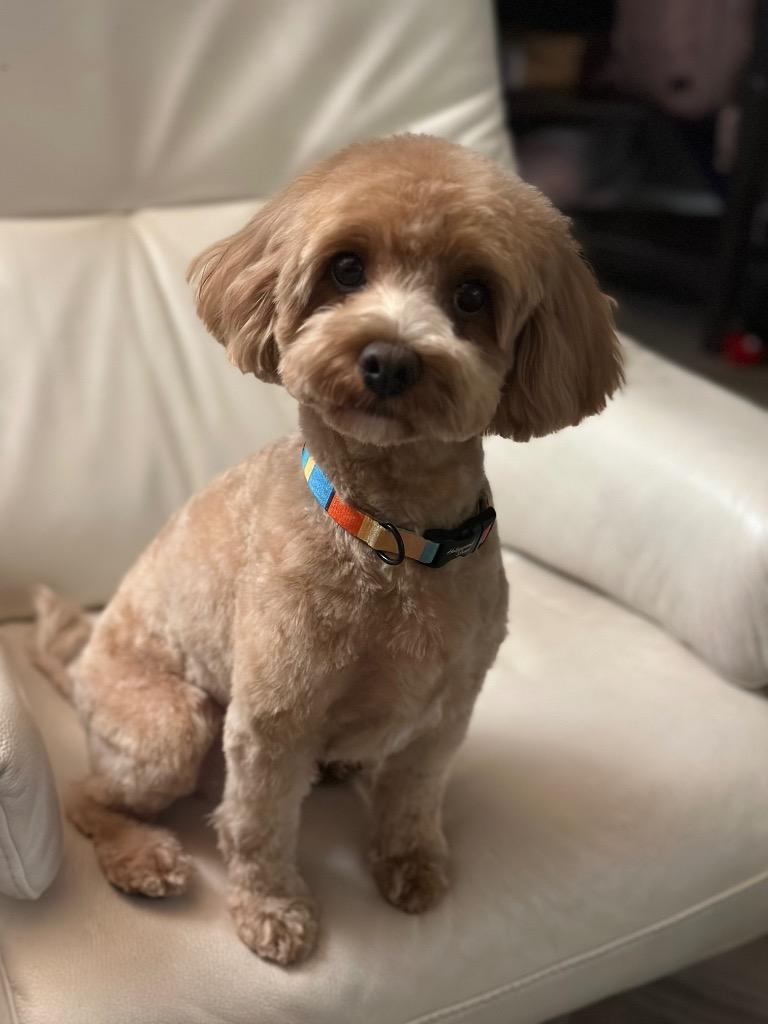 Enlarge Teddy Bear, a Adopted Poodle in Arlington, TX image 3/5