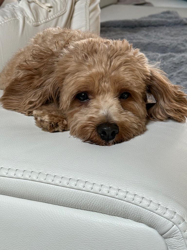 Enlarge Teddy Bear, a Adopted Poodle in Arlington, TX image 4/5