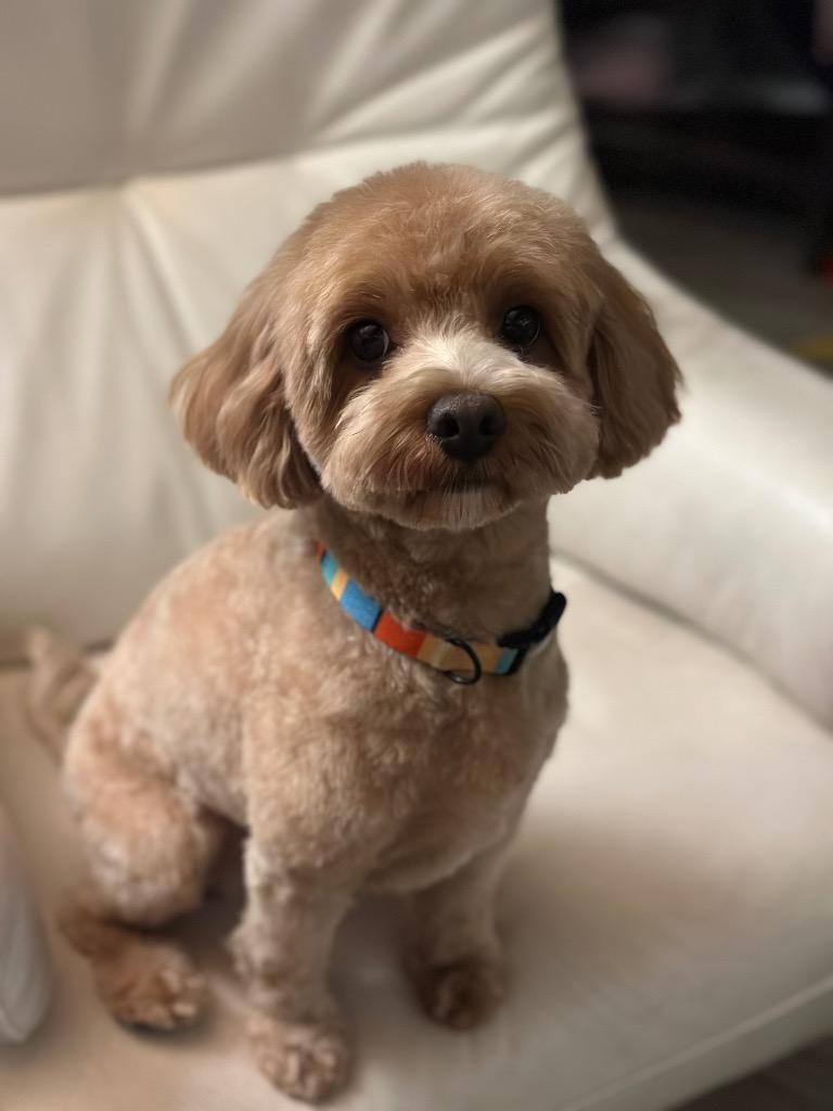 Enlarge Teddy Bear, a Adopted Poodle in Arlington, TX image 2/5