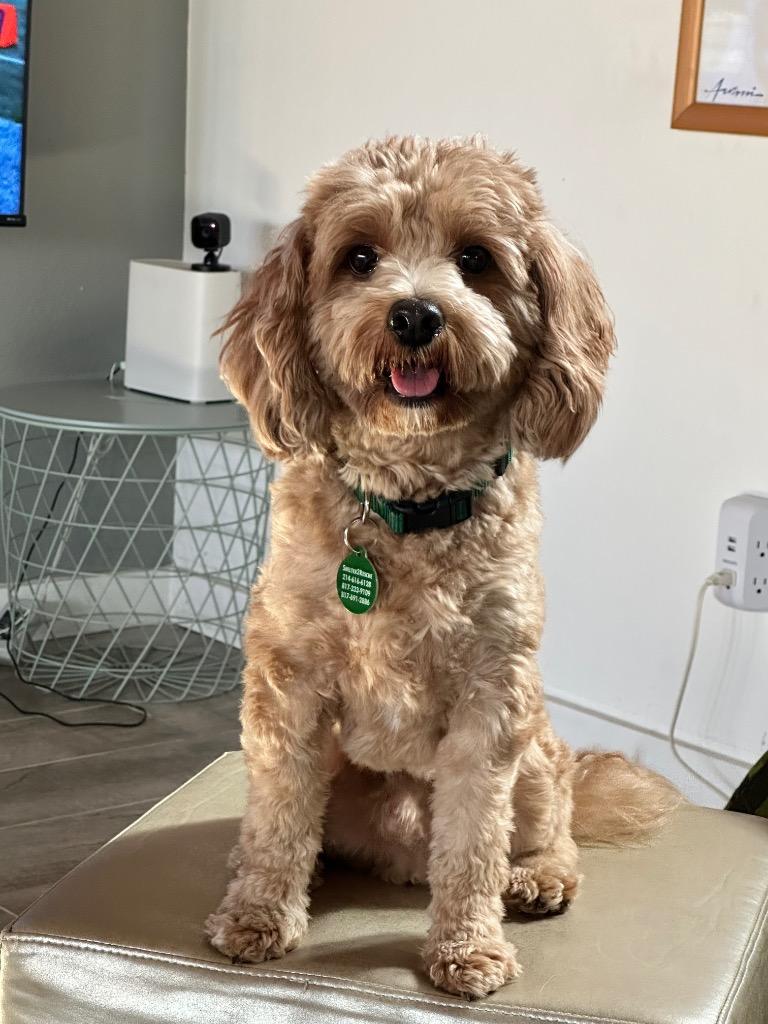 Enlarge Teddy Bear, a Adopted Poodle in Arlington, TX image 4/5