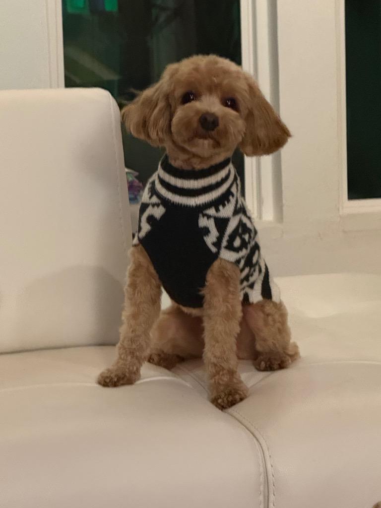 Enlarge Teddy Bear, a Adopted Poodle in Arlington, TX image 5/5