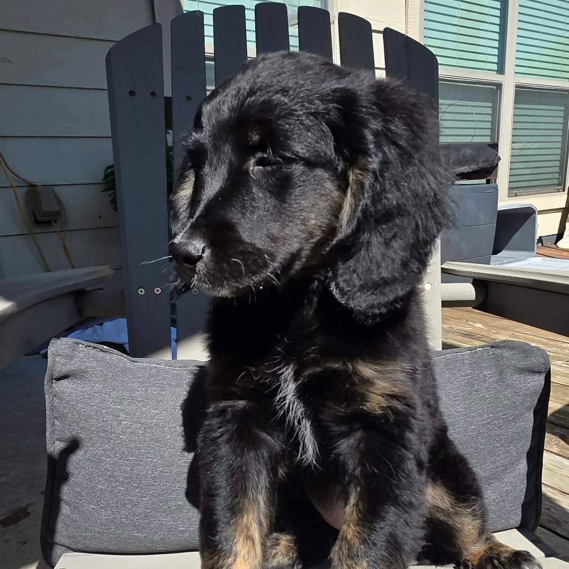 Enlarge Maple, an adopted mixed breed in Austin, TX image 6/6