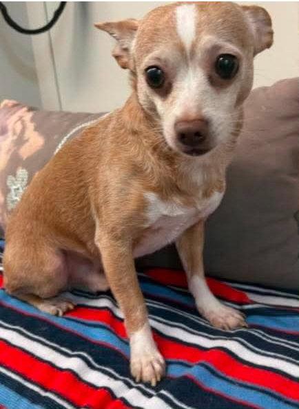 Dexter, Adopted, Adult Male Chihuahua.