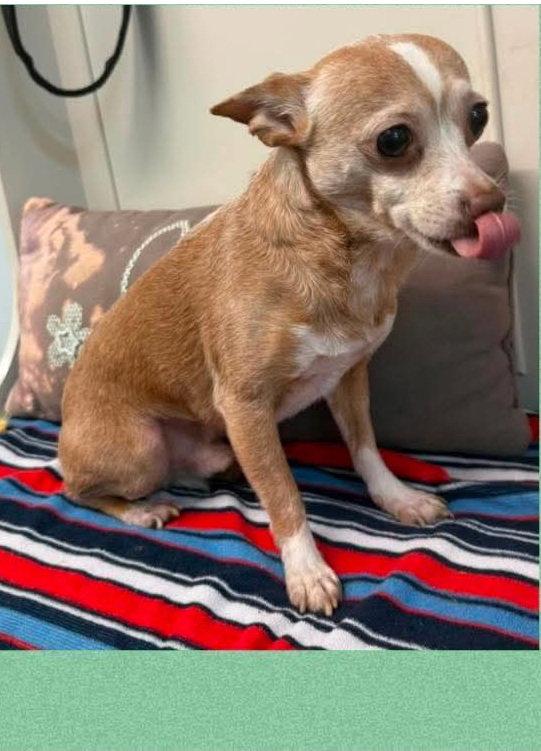 Enlarge Dexter, a Adopted Chihuahua in Ringwood, NJ image 2/3