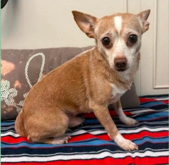 Enlarge Dexter, a Adopted Chihuahua in Ringwood, NJ image 3/3