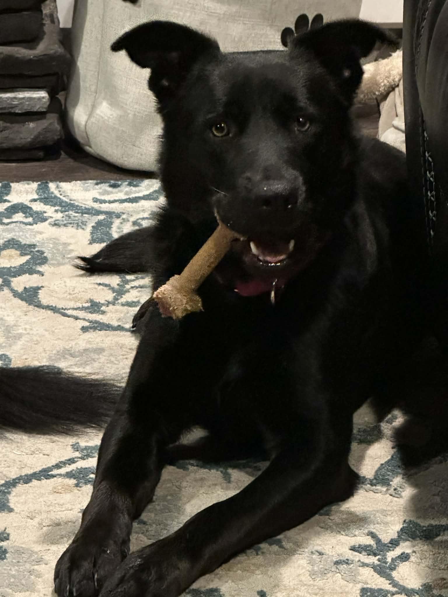 Enlarge Angel-I25071, a ADOPTABLE German Shepherd Dog in Anoka, MN image 1/4