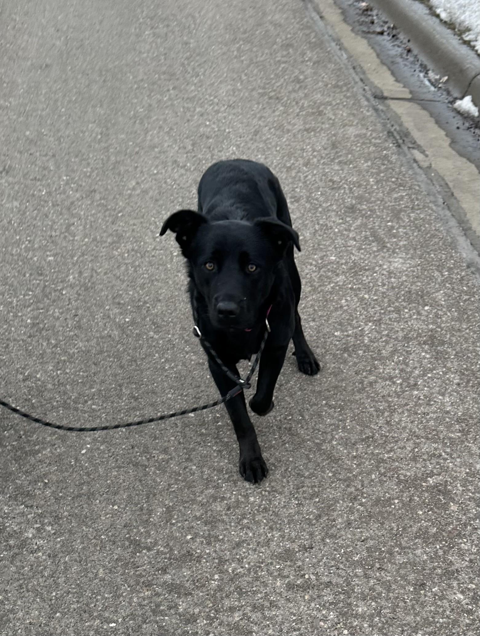 Enlarge Angel-I25071, a ADOPTABLE German Shepherd Dog in Anoka, MN image 2/4