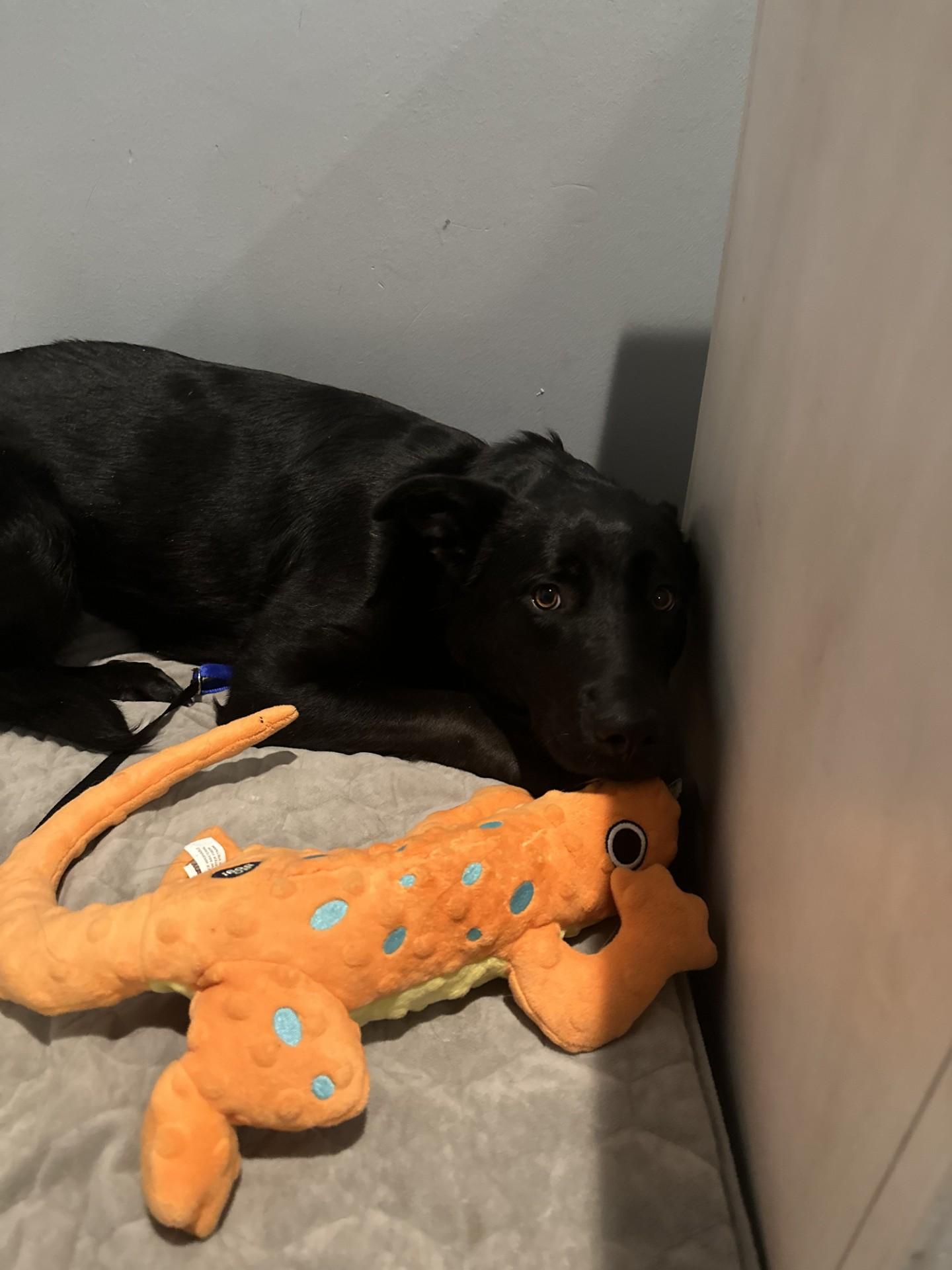 Enlarge Angel-I25071, a ADOPTABLE German Shepherd Dog in Anoka, MN image 3/4