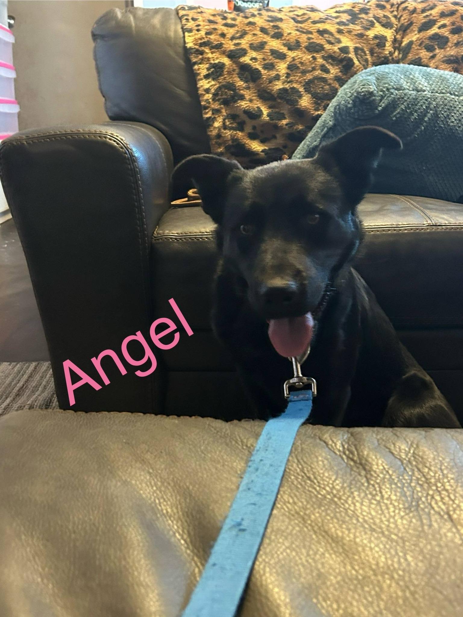 Angel-I25071, ADOPTABLE, Young Female German Shepherd Dog.