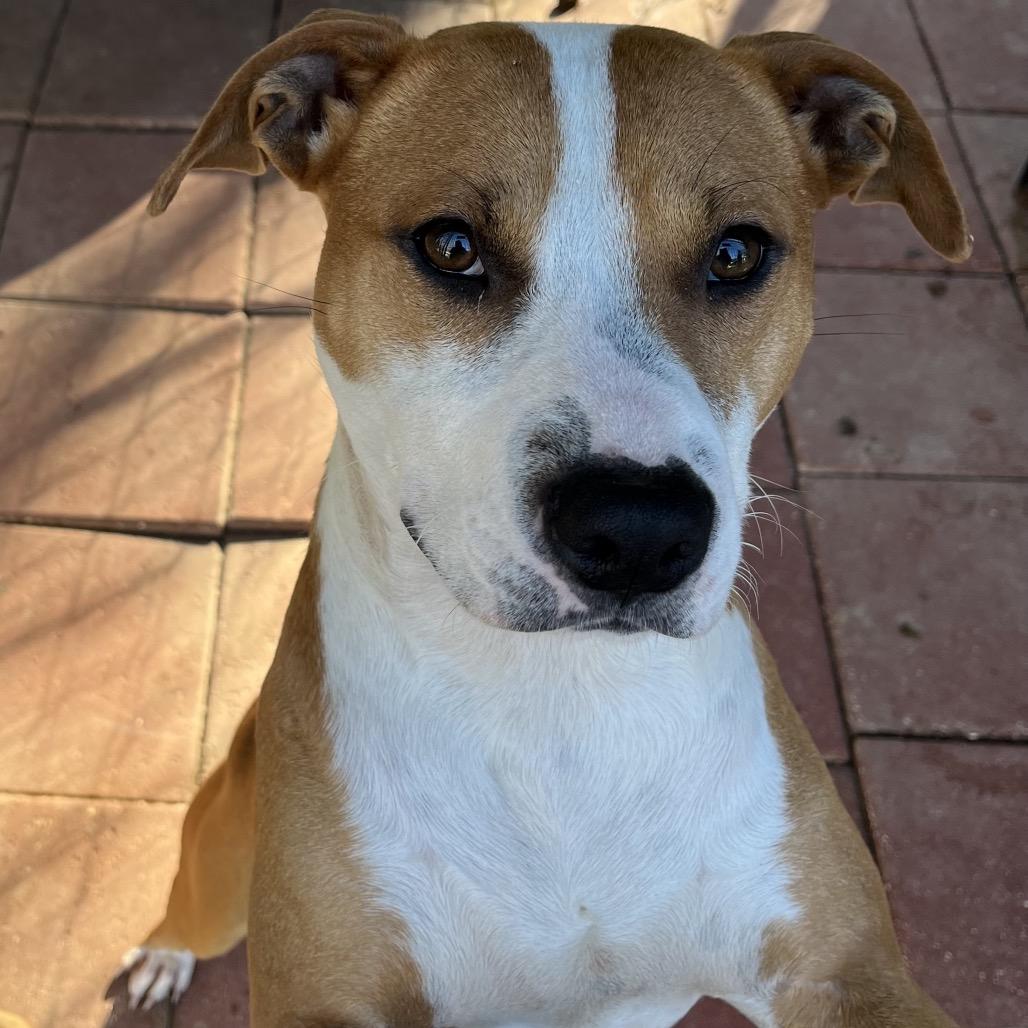 Enlarge Max 2, a Adoptable Mixed Breed in QUINCY, FL image 1/2
