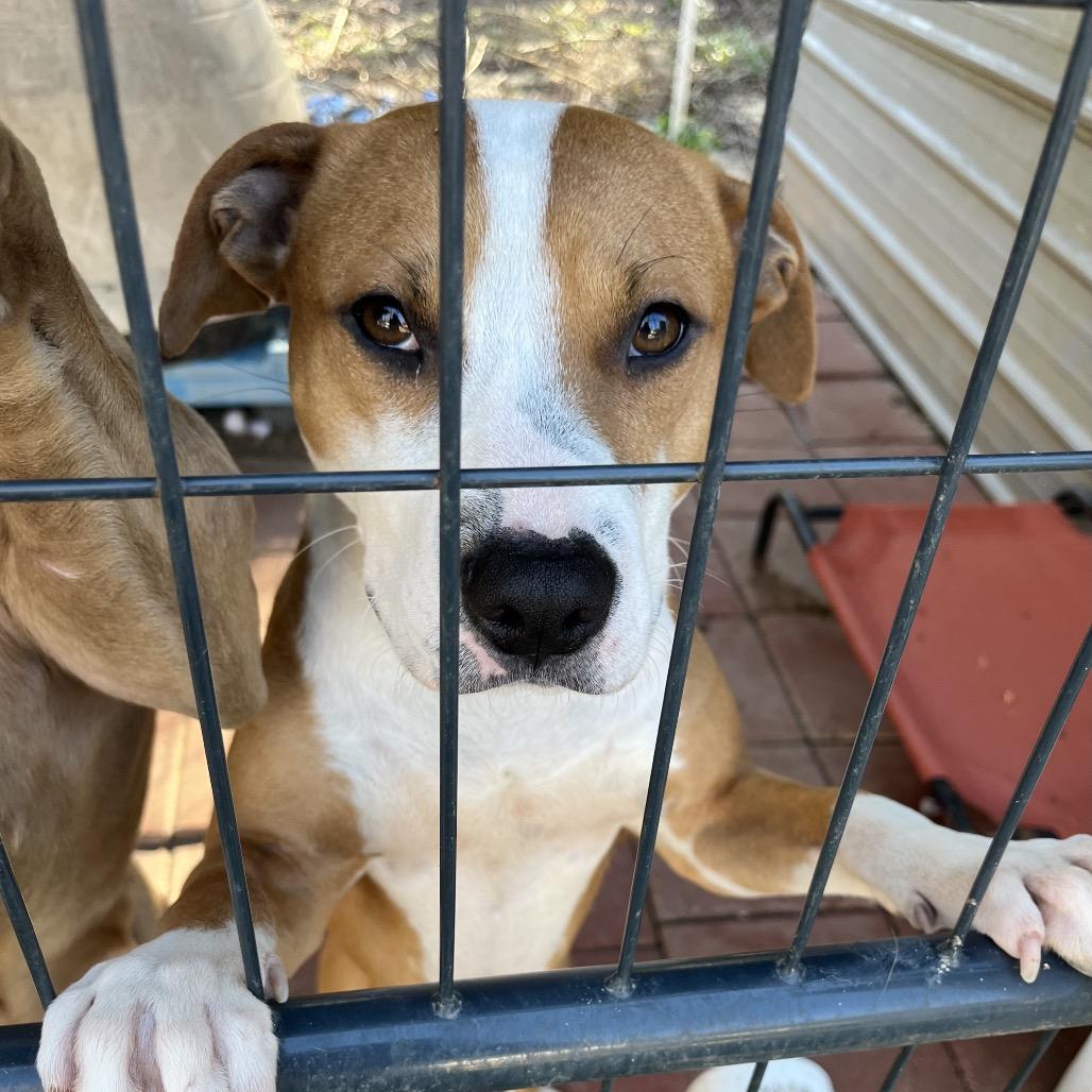 Enlarge Max 2, a Adoptable Mixed Breed in QUINCY, FL image 2/2
