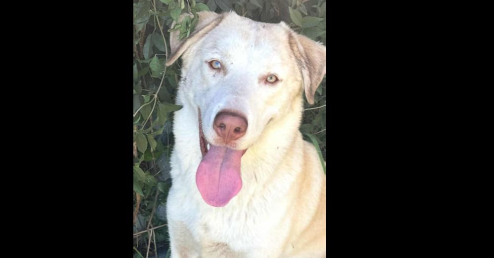 Toby, a Adoptable mixed breed in Tampa, FL image 2/4