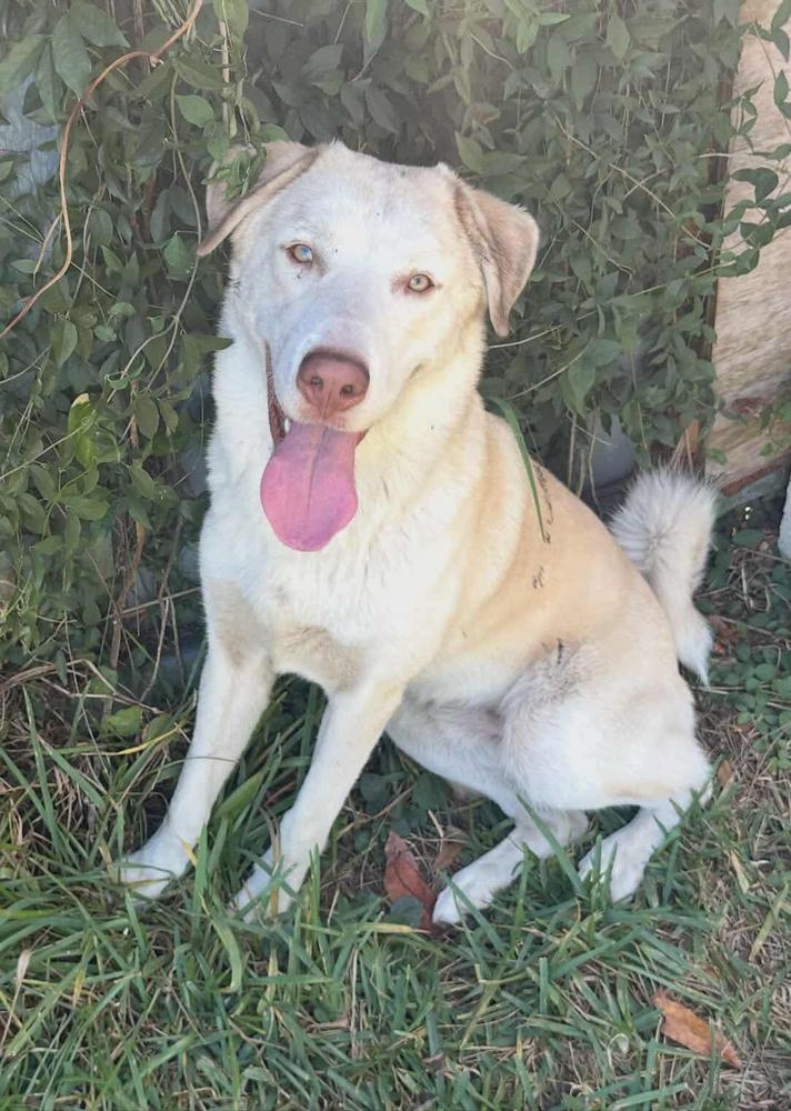 Toby, a Adoptable mixed breed in Tampa, FL image 4/4