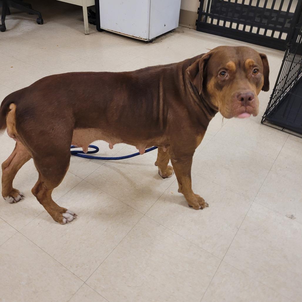 Martha, Adoptable, Puppy Female Mixed Breed.