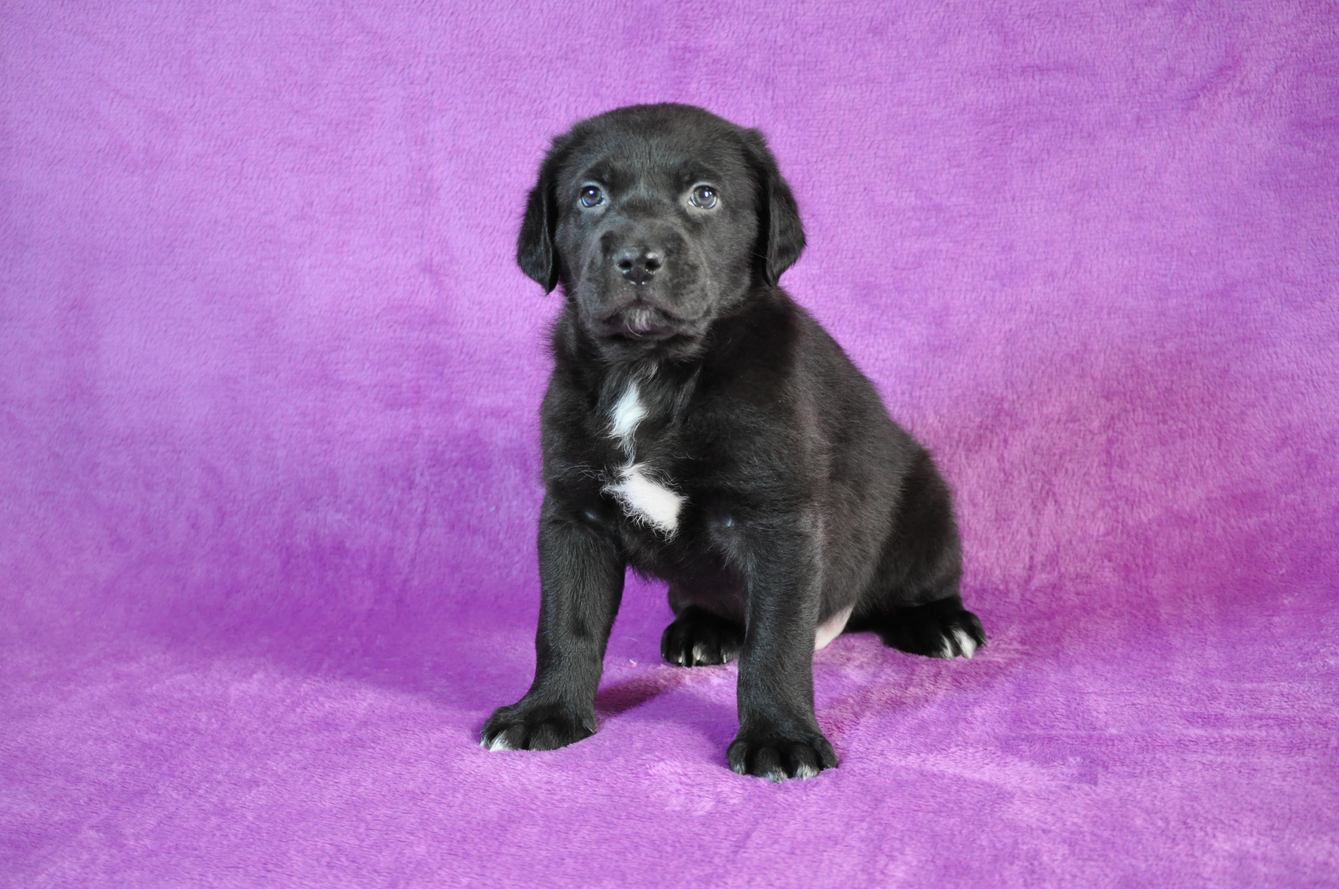 George, ADOPTABLE, Puppy Male Labrador Retriever.
