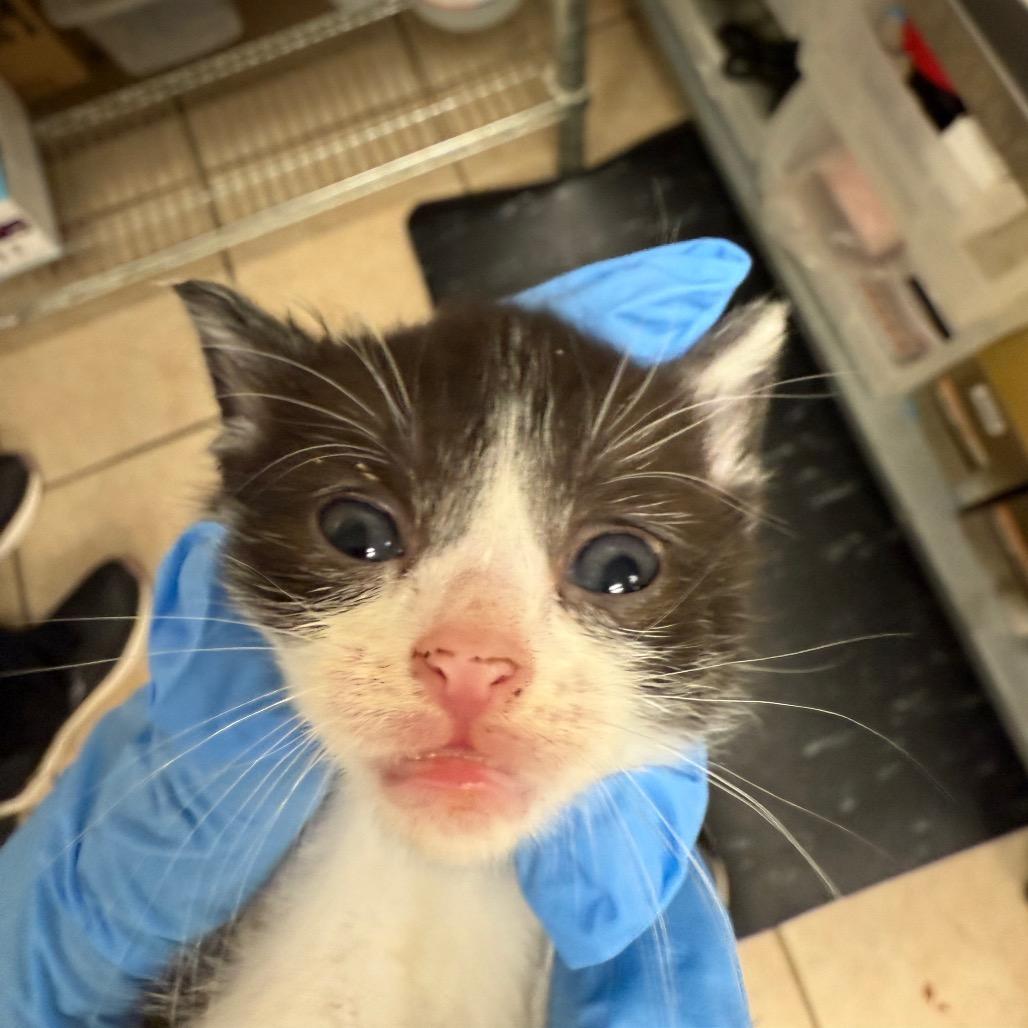 Blue — thumbnail 2