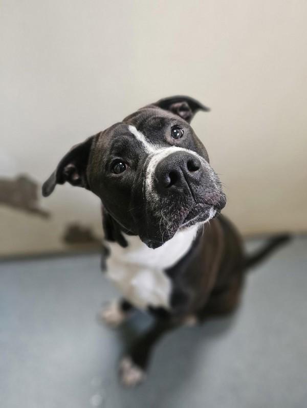 Enlarge Hank, a Adoptable mixed breed in Vancouver, WA image 1/1