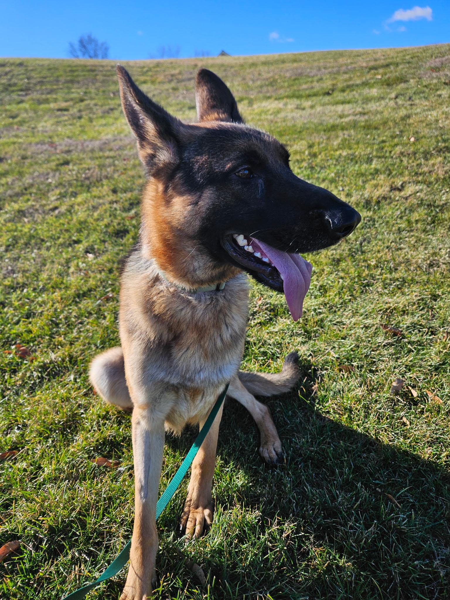 Enlarge Baxter, a ADOPTABLE German Shepherd Dog in Chesterfield, MO image 1/3