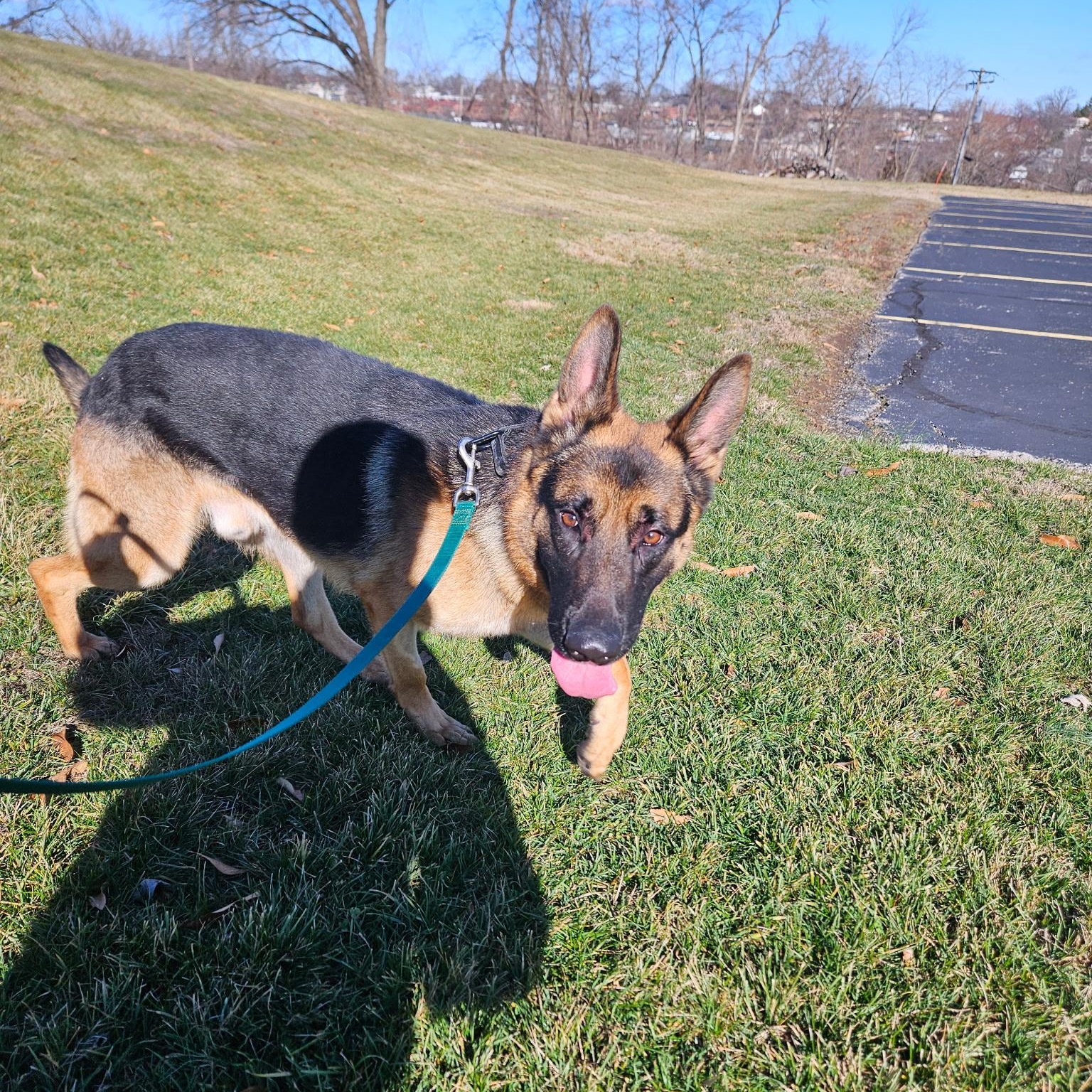 Enlarge Baxter, a ADOPTABLE German Shepherd Dog in Chesterfield, MO image 3/3
