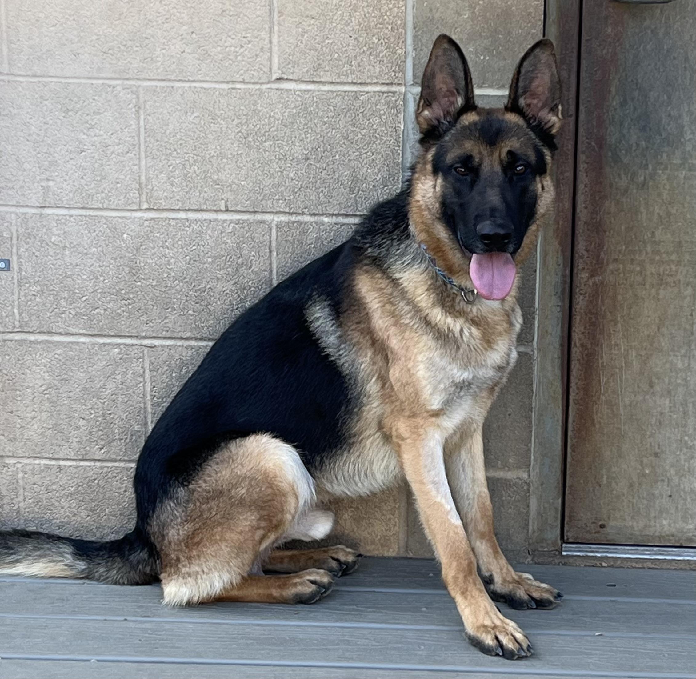 Baxter, adoptable, Adult Male German Shepherd Dog.