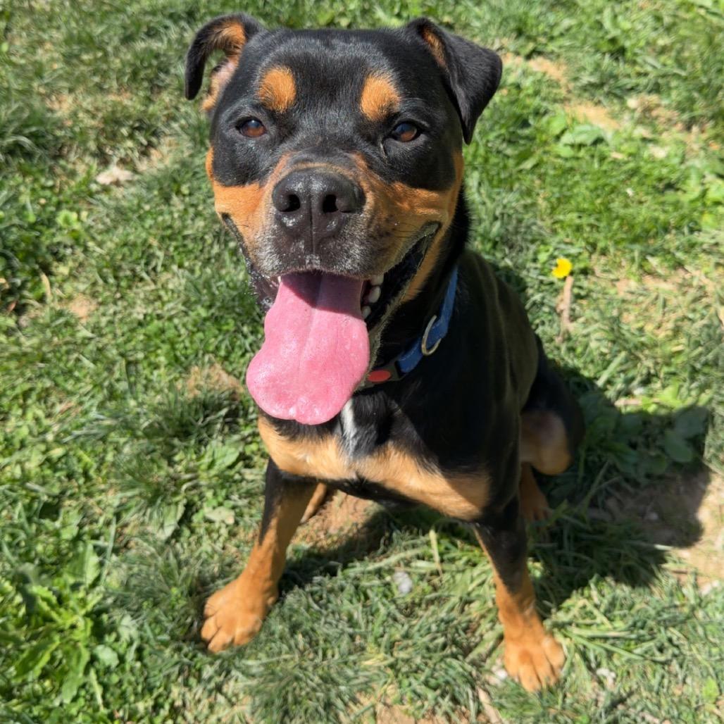 Titus, Adoptable, Adult Male Rottweiler & Mixed Breed.