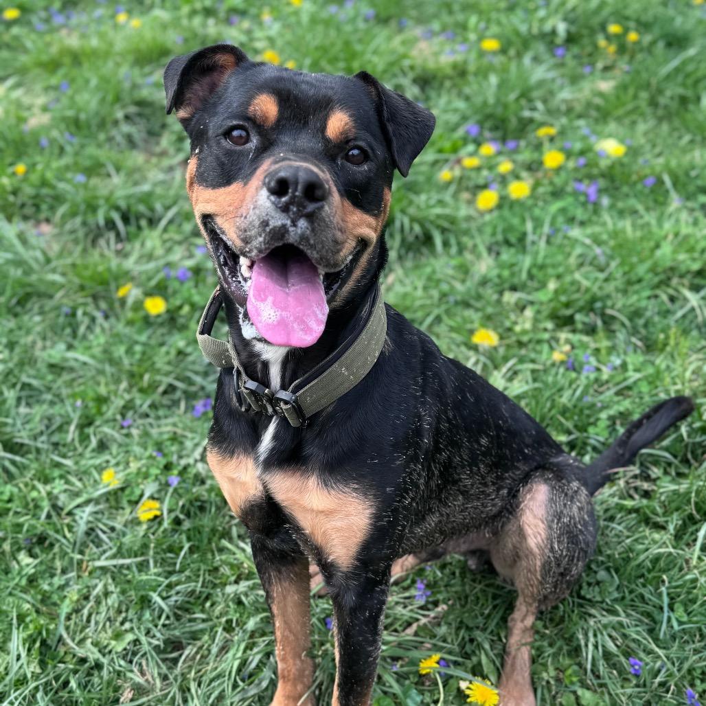Enlarge Titus, a Adoptable mixed breed in Fairmont, WV image 2/6