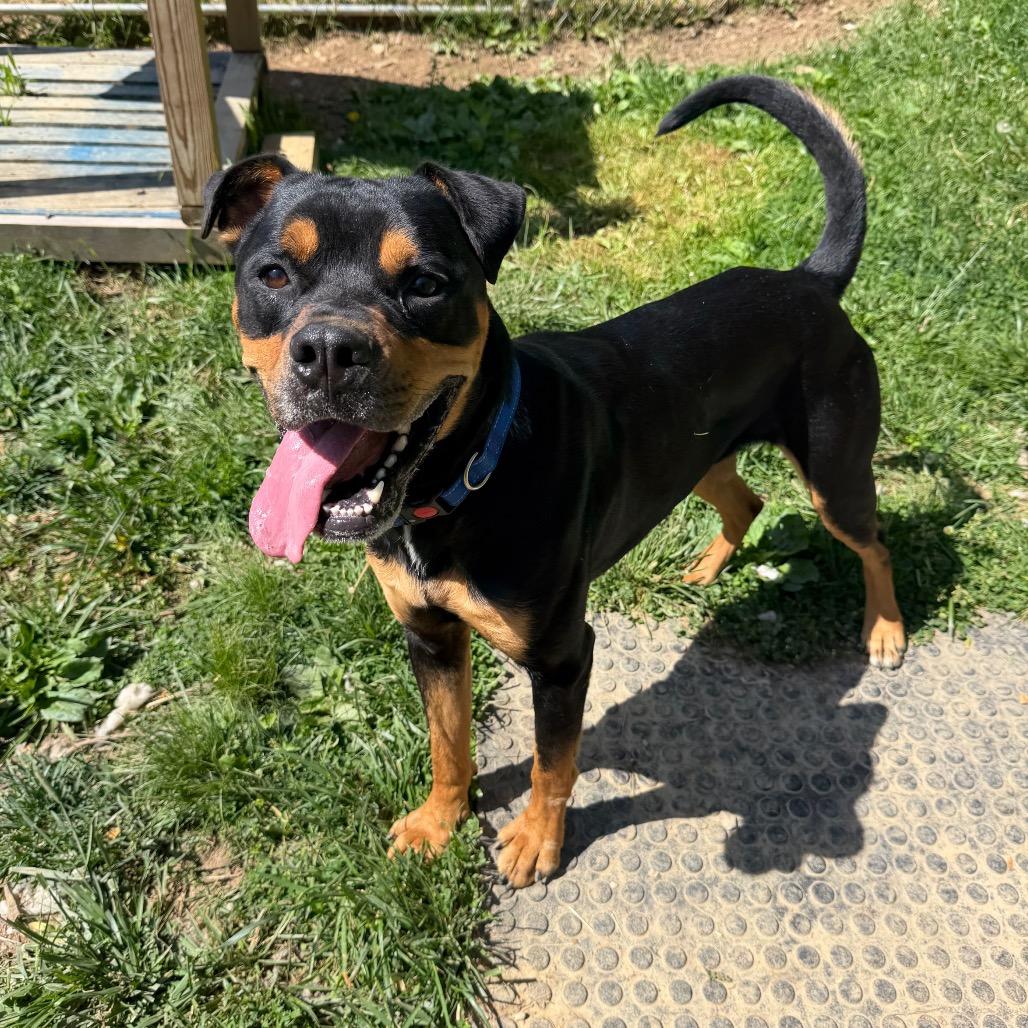 Enlarge Titus, a Adoptable mixed breed in Fairmont, WV image 3/6