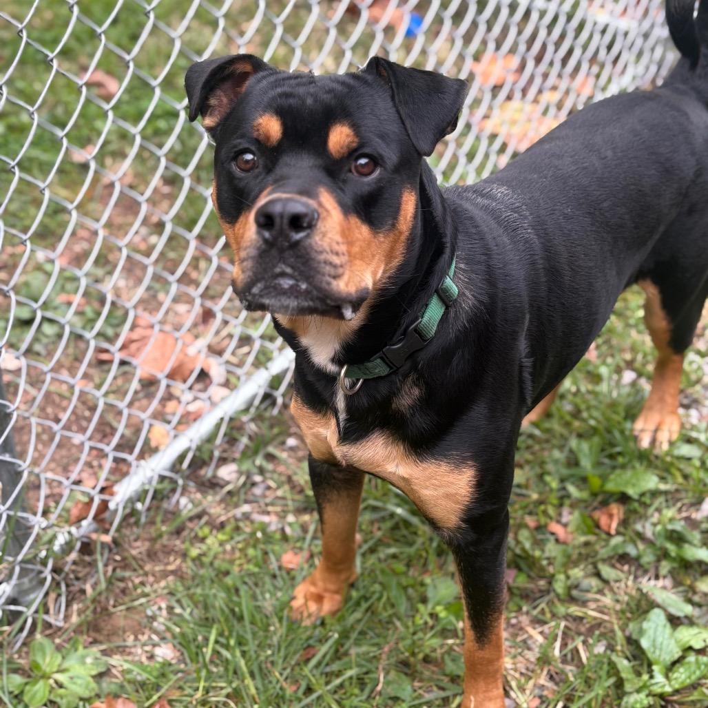 Titus, Adoptable, Young Male Rottweiler & Mixed Breed.