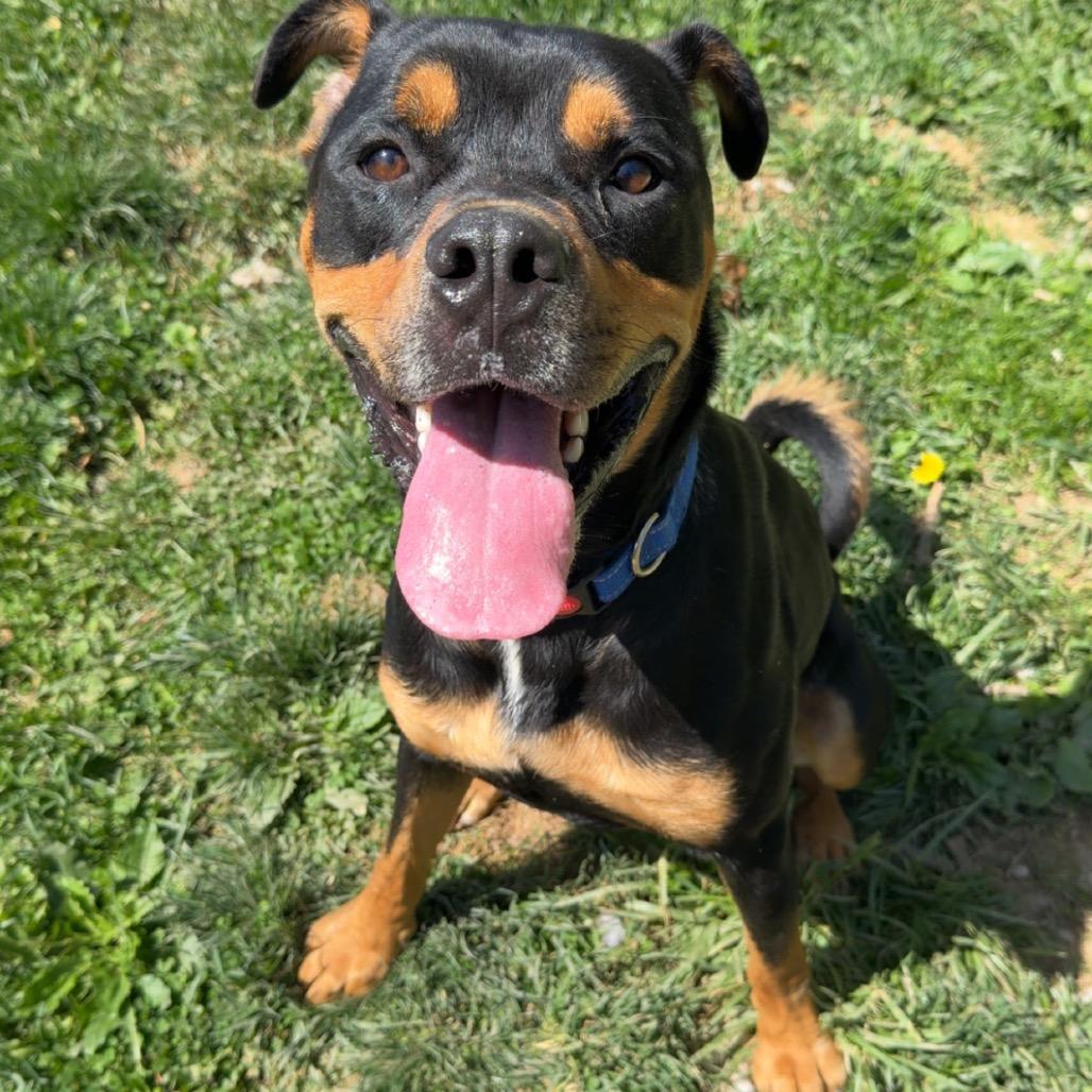 Enlarge Titus, a Adoptable mixed breed in Fairmont, WV image 5/6