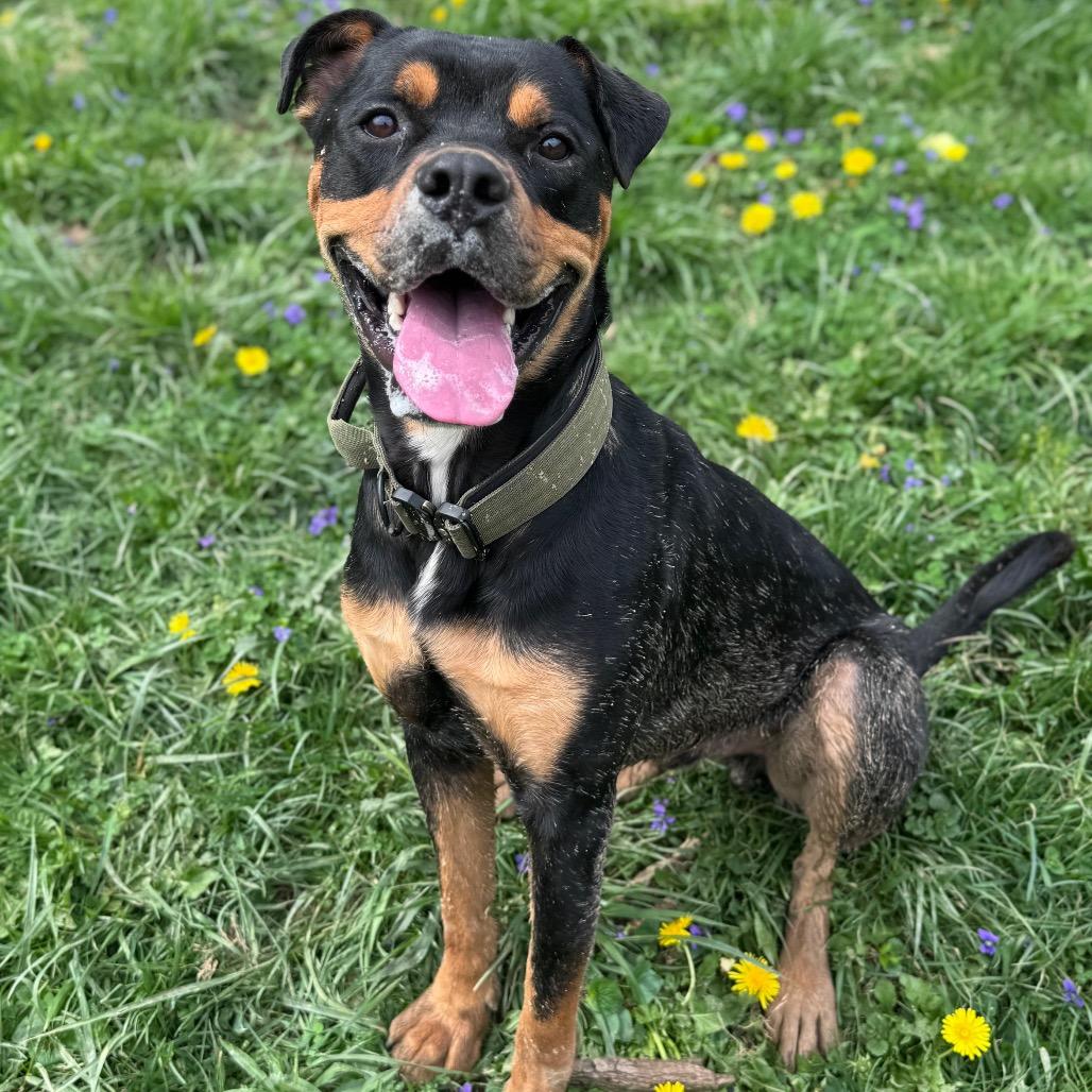 Enlarge Titus, a Adoptable mixed breed in Fairmont, WV image 6/6