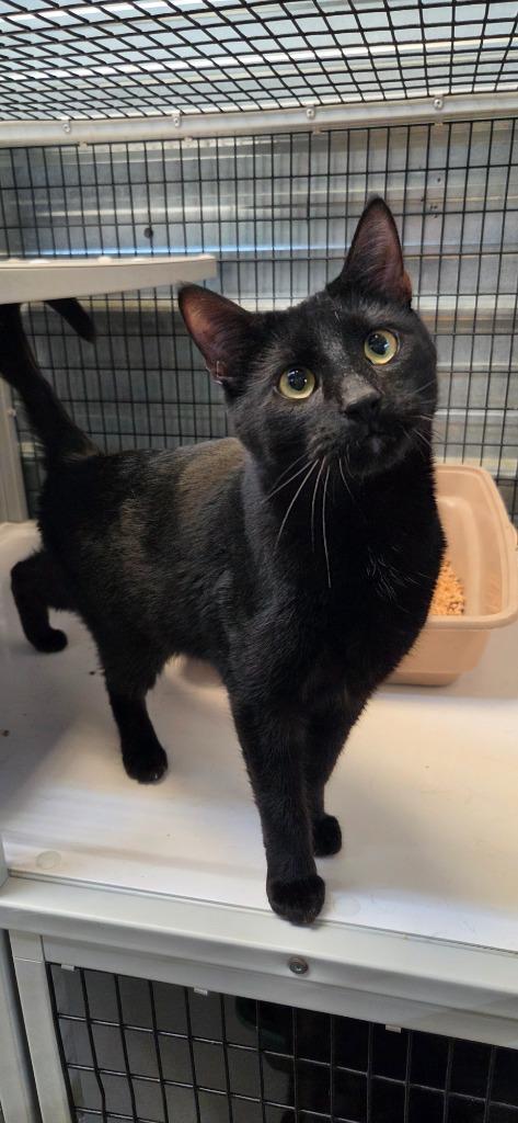 Susu, Adoptable, Young Male Domestic Short Hair.