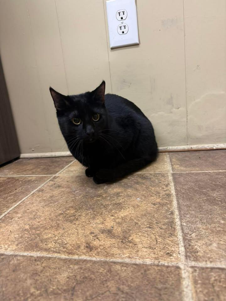 Enlarge Susu, a Adoptable mixed breed in Shelbyville, TN image 2/2