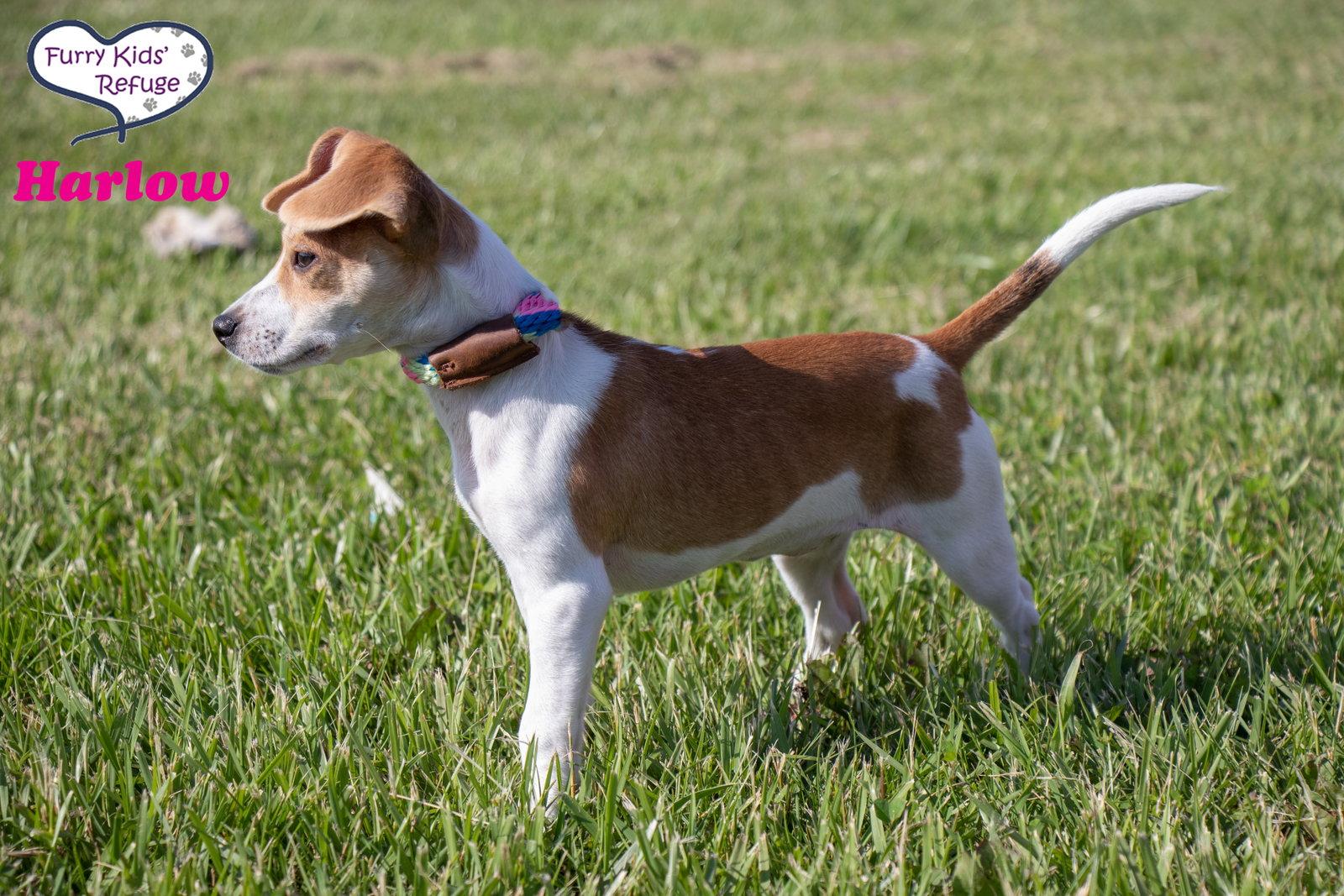Harlow, Adoptable, Puppy Female Beagle.