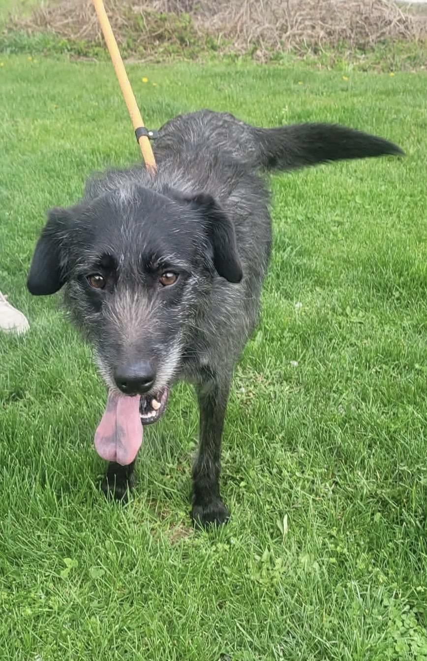 Enlarge Gia, a ADOPTABLE mixed breed in St. Clairsville, OH image 3/4