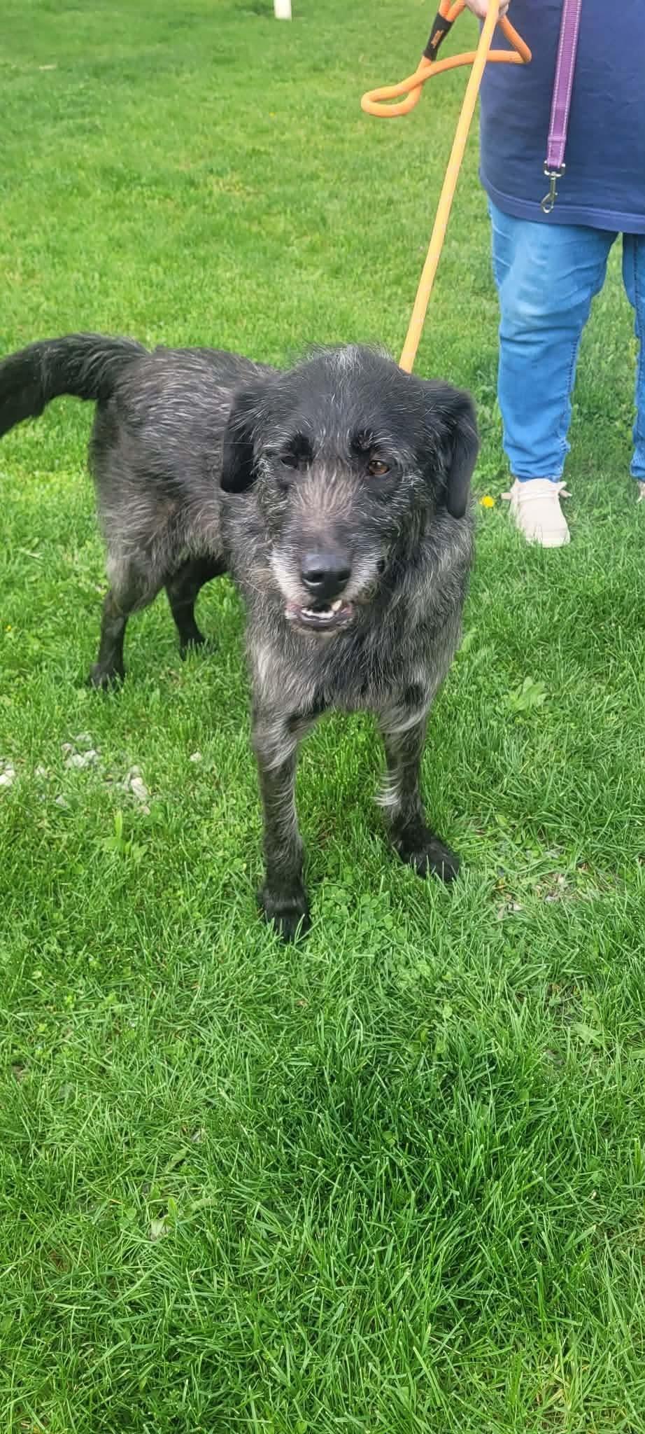 Enlarge Gia, a ADOPTABLE mixed breed in St. Clairsville, OH image 2/4