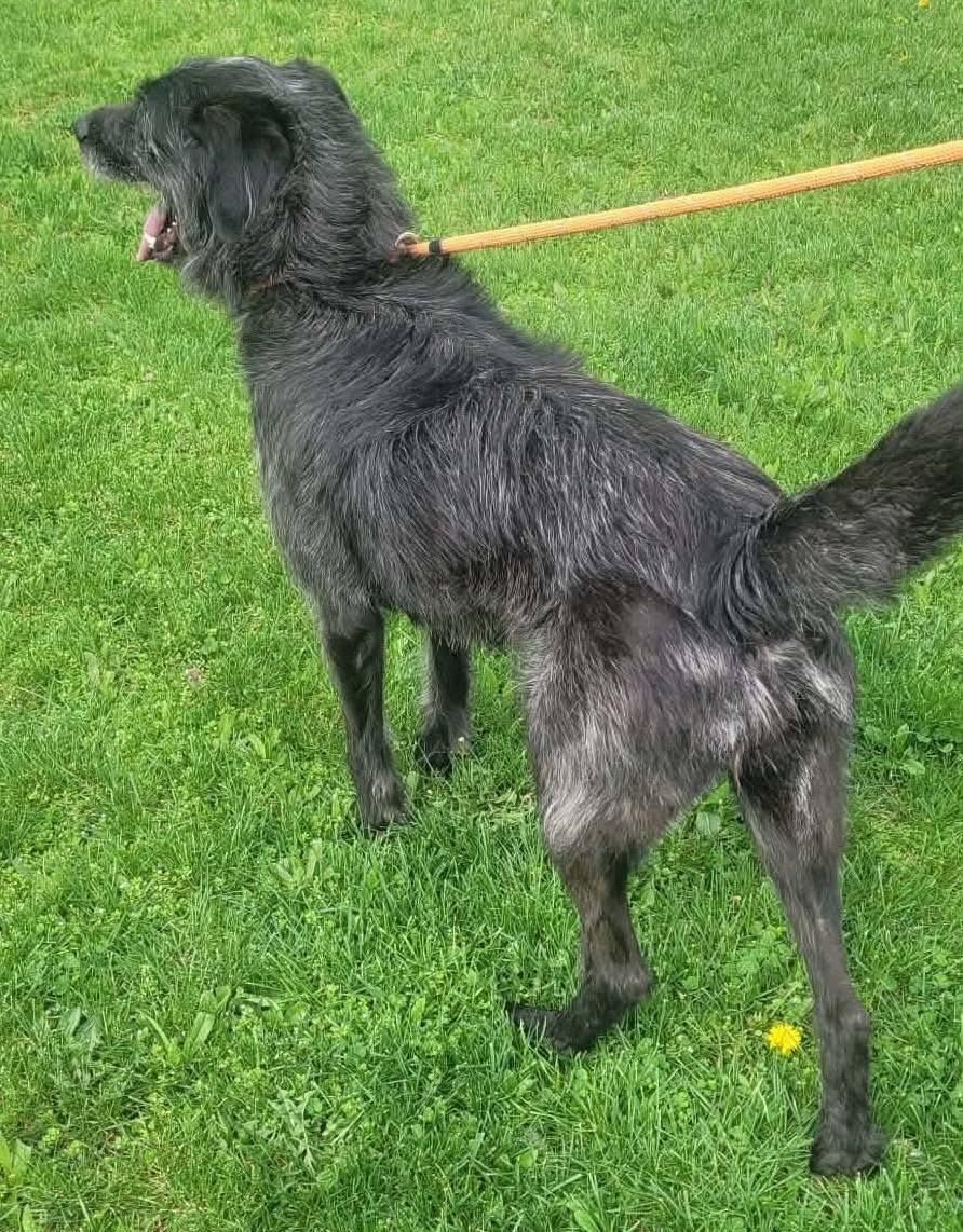 Enlarge Gia, a ADOPTABLE mixed breed in St. Clairsville, OH image 4/4