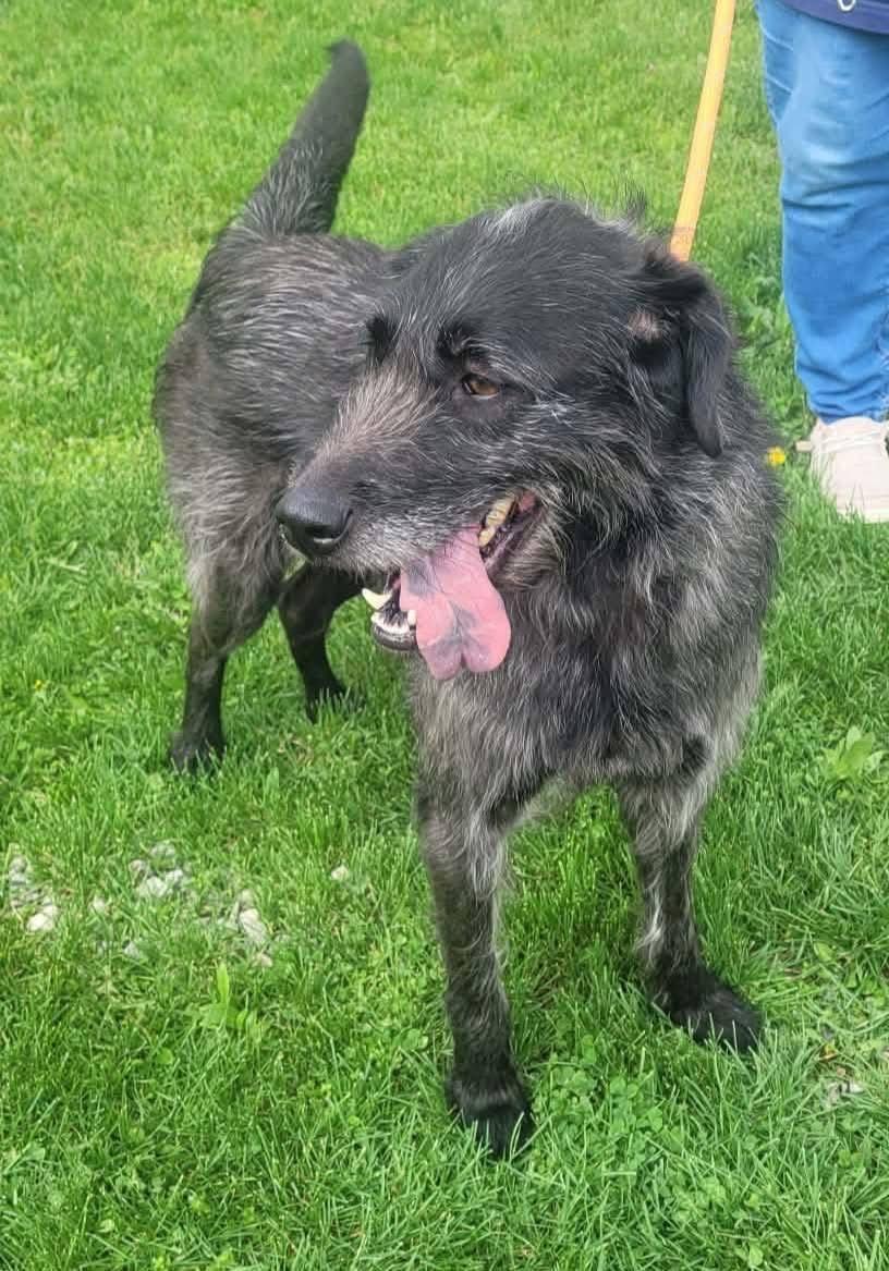 Enlarge Gia, a ADOPTABLE mixed breed in St. Clairsville, OH image 1/4