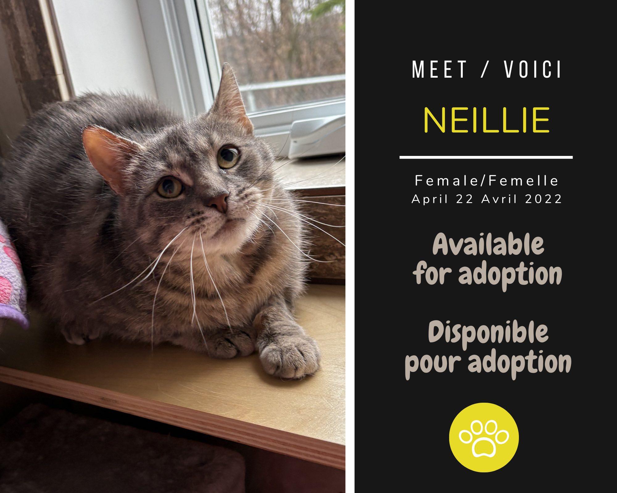 Nellie, ADOPTABLE, Adult Female Domestic Short Hair.