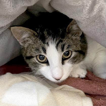 Fisher, ADOPTABLE, Young Male Domestic Short Hair.