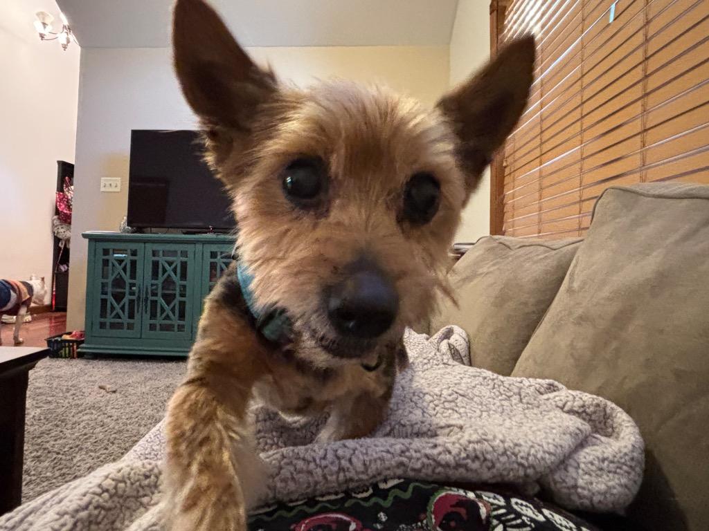 Ozzie, a Adoptable Yorkshire Terrier in Valparaiso, IN image 1/2