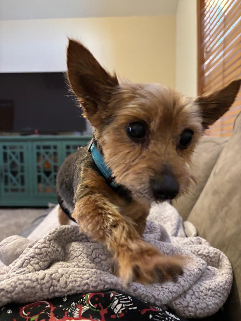 Ozzie, a Adoptable Yorkshire Terrier in Valparaiso, IN image 2/2