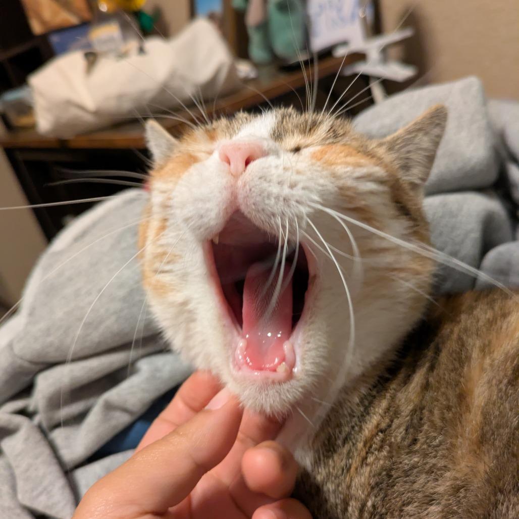 Geri, a Adoptable Domestic Medium Hair in St. Paul, MN image 1/5